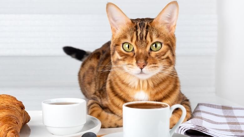 Gato Cafe
