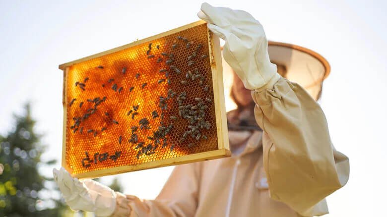 Bee Free Honee Shark Tank Journey: From Net Worth to Latest Updates