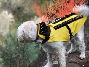 Coyote Vest Shark Tank Journey: From Net Worth to Latest Updates