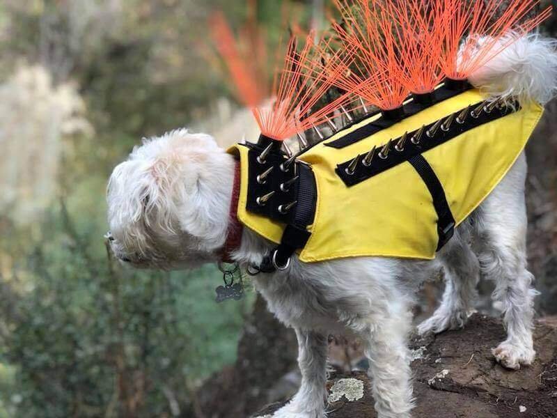 Coyote Vest Shark Tank Journey: From Net Worth to Latest Updates