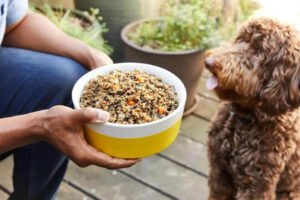 Pet Plate Shark Tank Journey: From Net Worth to Latest Updates